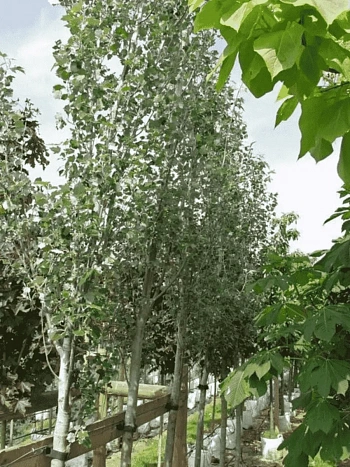 Тополь белый Raket