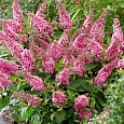 Буддлея Давида Little Rockstars Pink