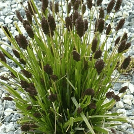 Сеслерия черноцветковая