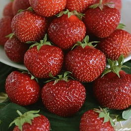 Земляника садовая сладкоежка