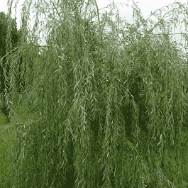 Ива гибридная Плакучий Гном