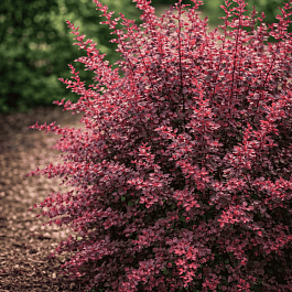 Барбарис Тунберга Rose Glow
