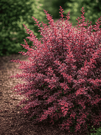 Барбарис Тунберга Rose Glow