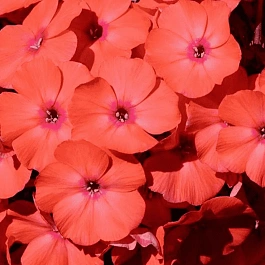 Флокс метельчатый Younique Orange