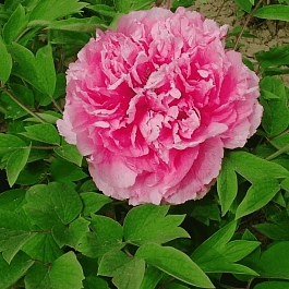 Пион древовидный Lu fen