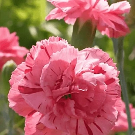 Гвоздика Перистая Helen