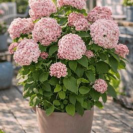 Гортензия древовидная Candybelle Lollypop
