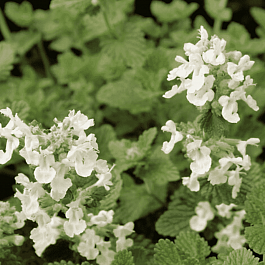 Котовник Фассена Alba