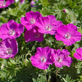 Герань кроваво-красная Вижн Герань кроваво-красная Вижн