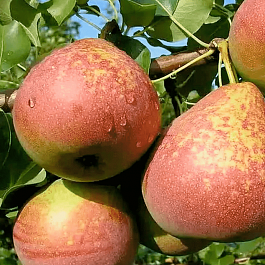 Груша Мраморная