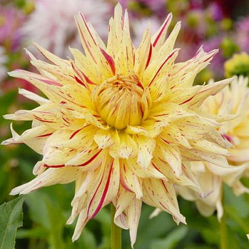 Георгина Полукактусовая Меркатор