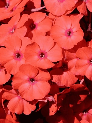 Флокс метельчатый Younique Orange