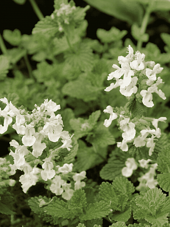 Котовник Фассена Alba