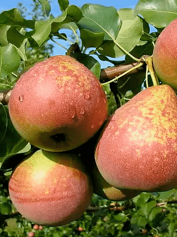 Груша Мраморная