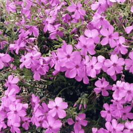 Флокс келси Rosette