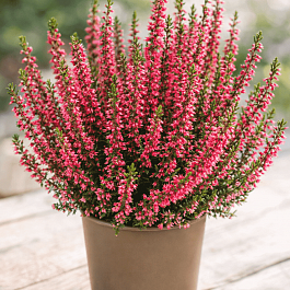 Вереск обыкновенный Martina