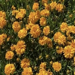 Кореопсис крупноцветковый Andiamo Yellow Red Semi Double