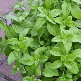 Мята банановая