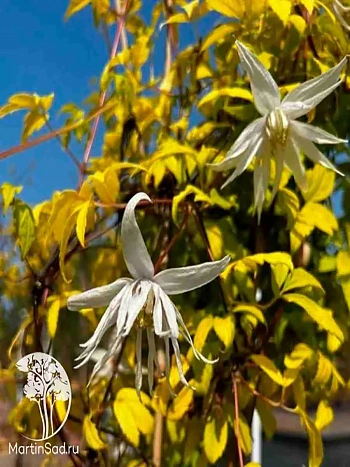 Клематис LUMINOUS® SNOW