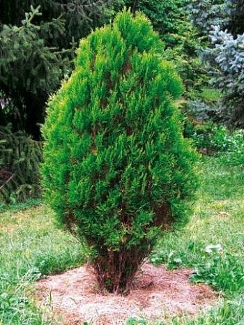 Плосковеточник восточный Aurea Nana