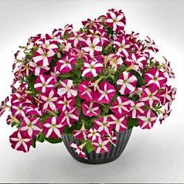 Петуния ампельная Саксесс Пинк Стар