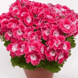 Пеларгония королевская Melua Cherry Rose