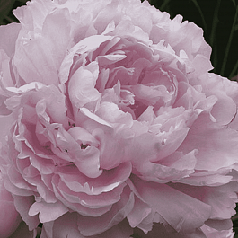 Пион Молочноцветковый Double Pink