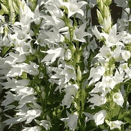 Колокольчик пирамидальный Alba