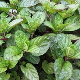 Мята Виллоза