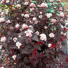 Пузыреплодник калинолистный Леди ин Ред