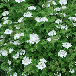 Калина съедобная Compactum