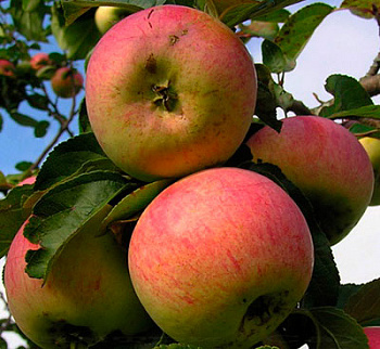 Яблоня Аромат Уктуса