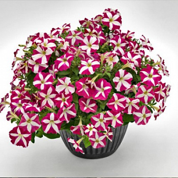 Петуния ампельная Саксесс Пинк Стар