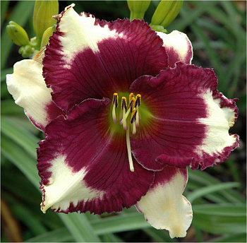 Лилейник гибридный Канзас Сити Кикер НАБОР 2ШТ (1+1)