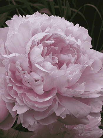 Пион Молочноцветковый Double Pink