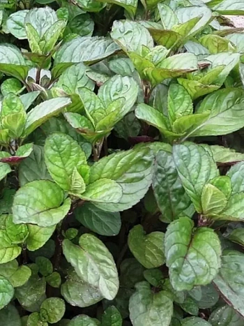 Мята Виллоза