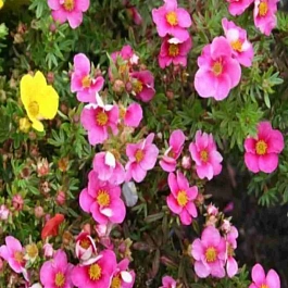 Лапчатка Bella Rosa 