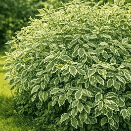 Дерен белый Ivory Halo