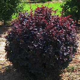 Барбарис оттавский Аурикома