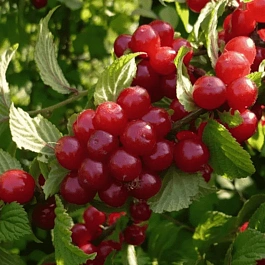 Вишня войлочная Натали