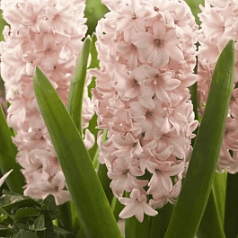 Гиацинт China Pink