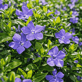 Барвинок малый La Grave