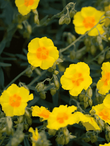 Солнцецвет монетолистный