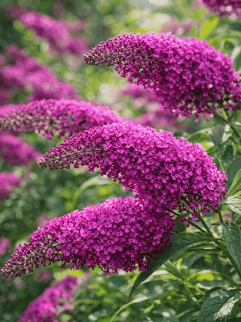 Буддлея давида  Summer Beauty