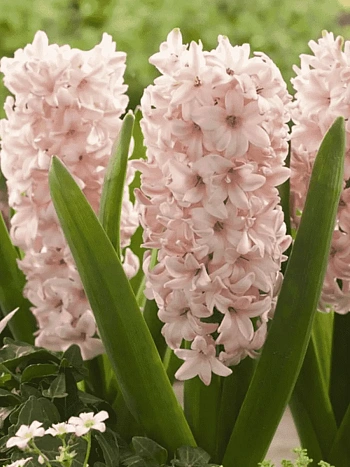 Гиацинт China Pink