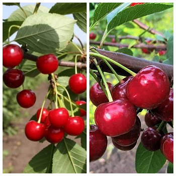 Дерево-сад (2-3х летка) вишня 2 сорта Десертная Морозовой - (дюк) Ивановна
