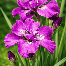 Ирис сибирский Tumble Bug