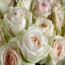 Роза чайно-гибридная White O'Hara