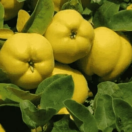 Айва обыкновенная Darunok Onuku