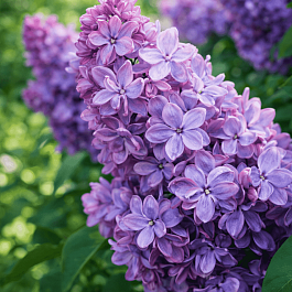 Сирень обыкновенная Маршал Ланн